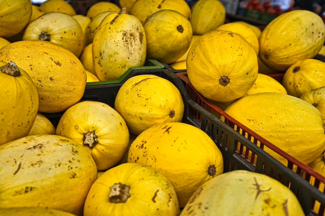 Spaghetti squash growing on the vine in a garden.