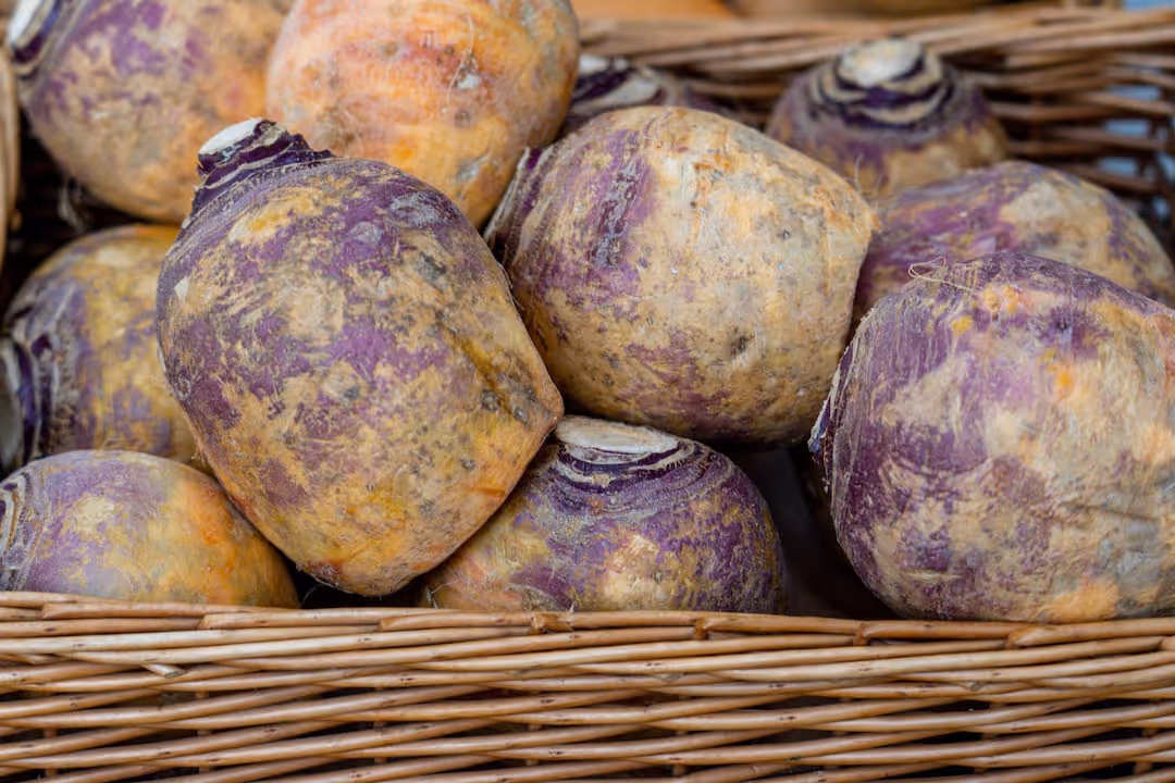 Rutabaga plants growing in garden soil.
