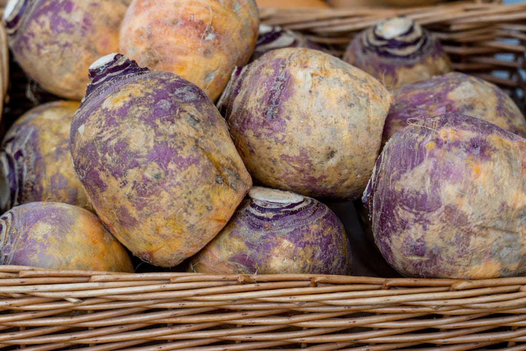 Rutabaga plants growing in garden soil.