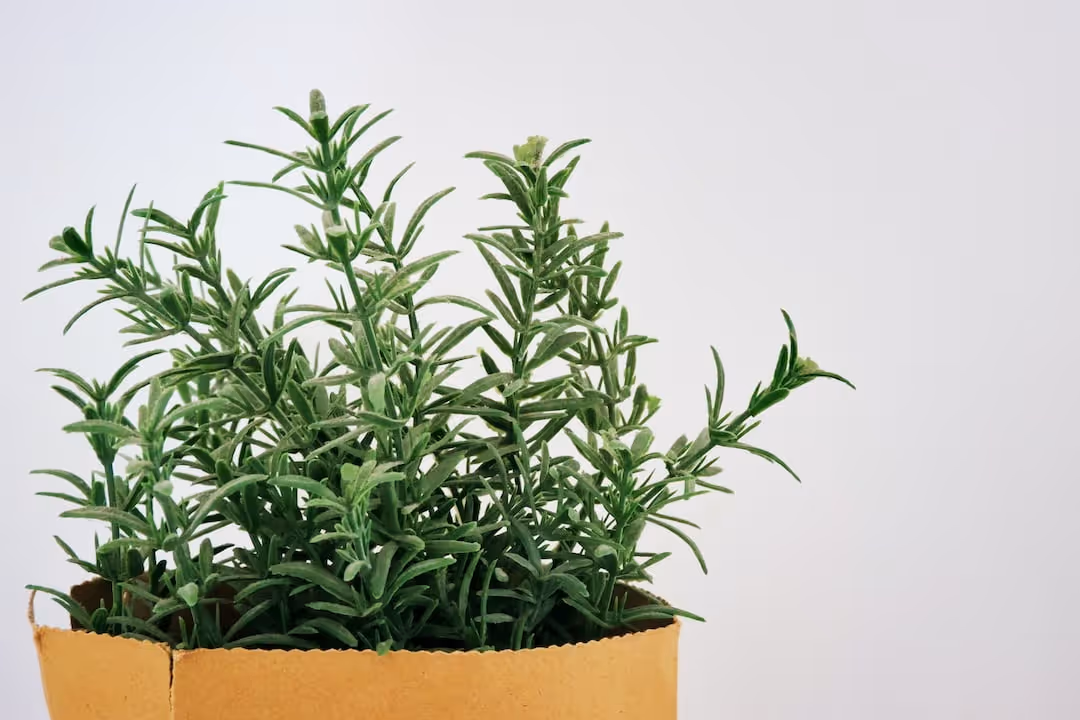 Rosemary plant growing in soil.