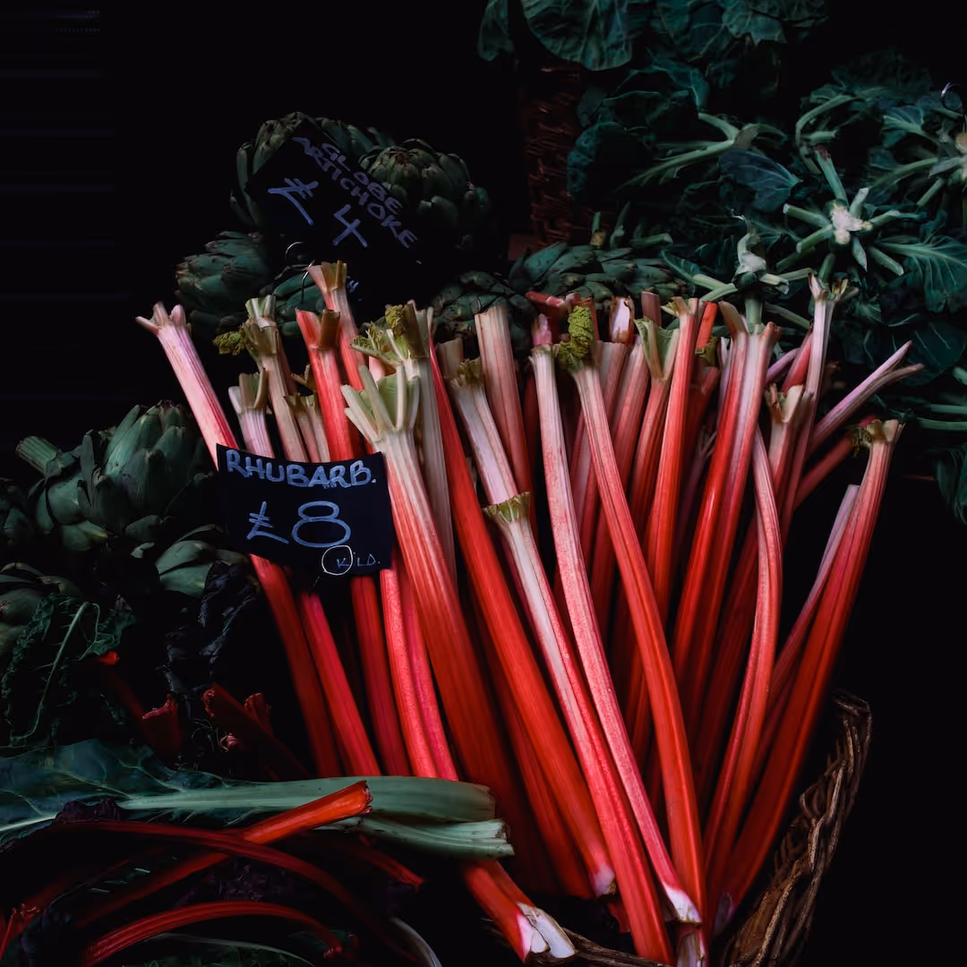 Healthy rhubarb stalks growing in a garden.