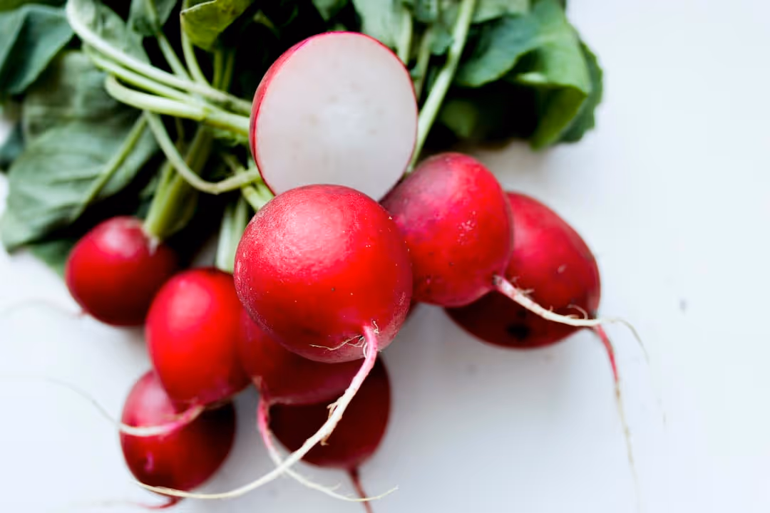 Radishes growing in garden soil.