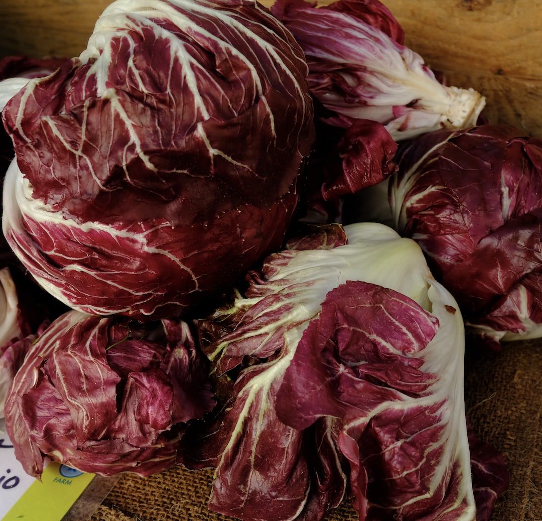 Radicchio growing in a garden bed.