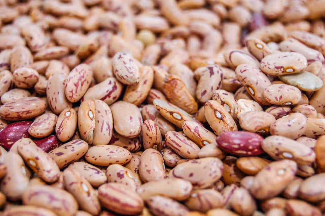 Healthy pinto bean plants growing in a garden.