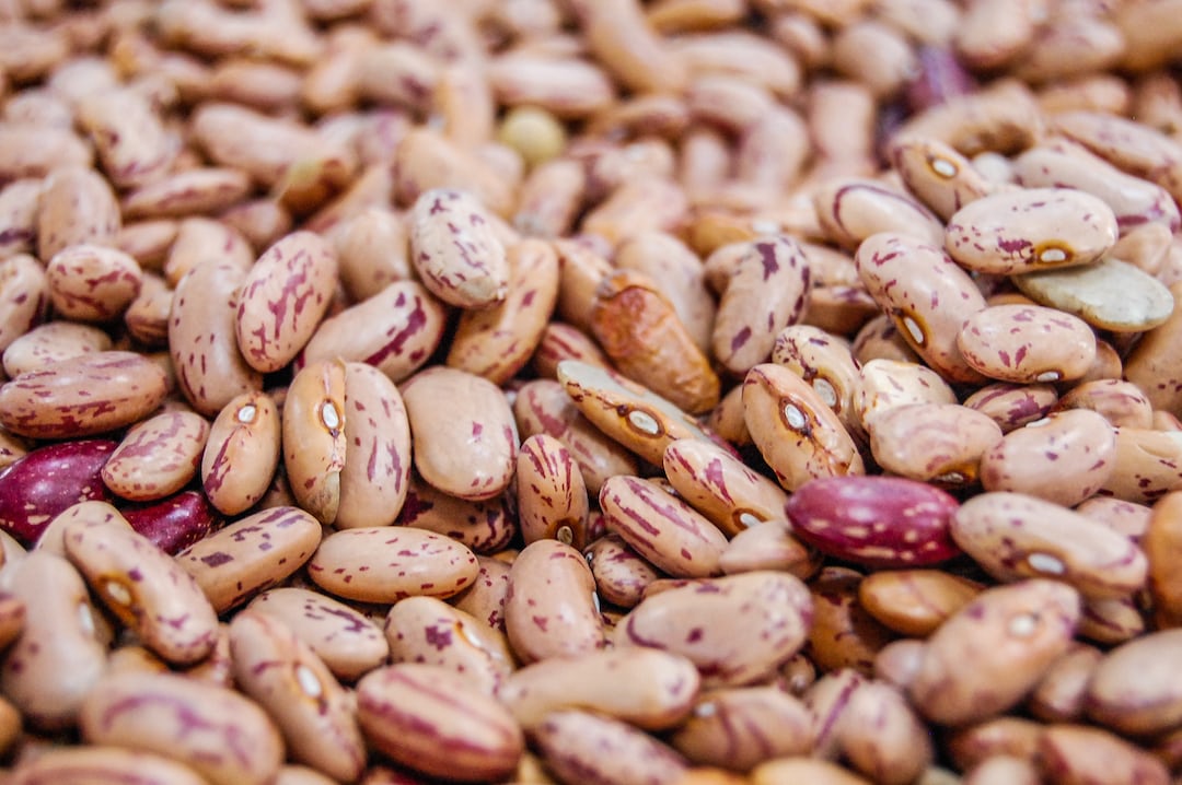 Healthy pinto bean plants growing in a garden.