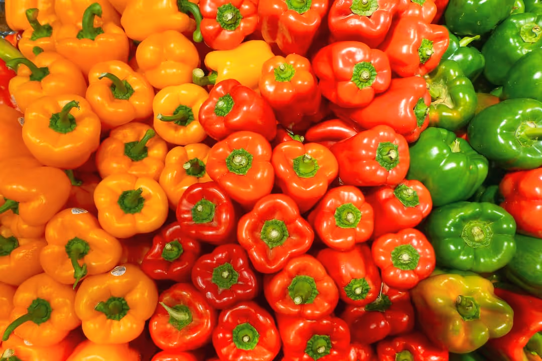 Healthy pepper plants with ripe peppers growing in a garden.