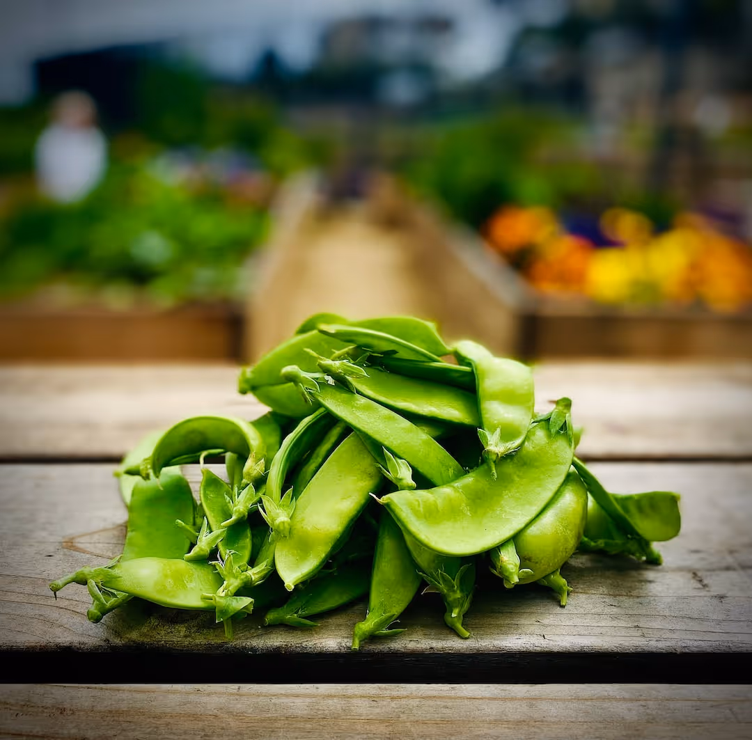 Green pea pods growing on a healthy pea plant in a garden.