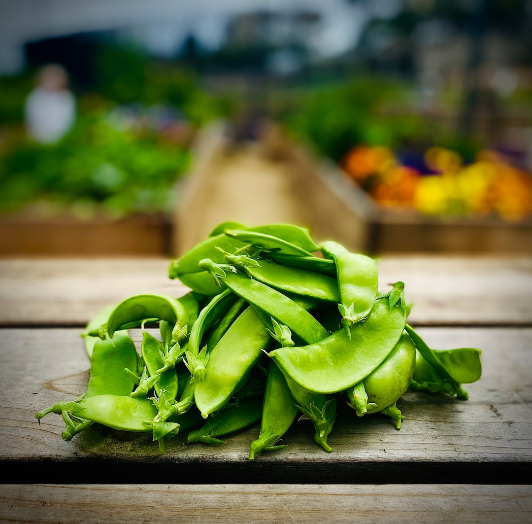 Green pea pods growing on a healthy pea plant in a garden.