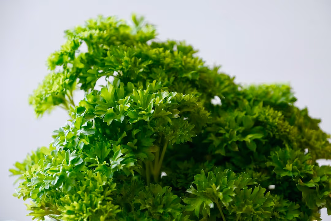 Parsley plants growing in a garden.