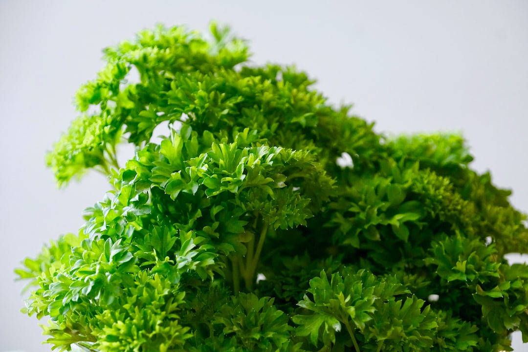 Parsley plants growing in a garden.