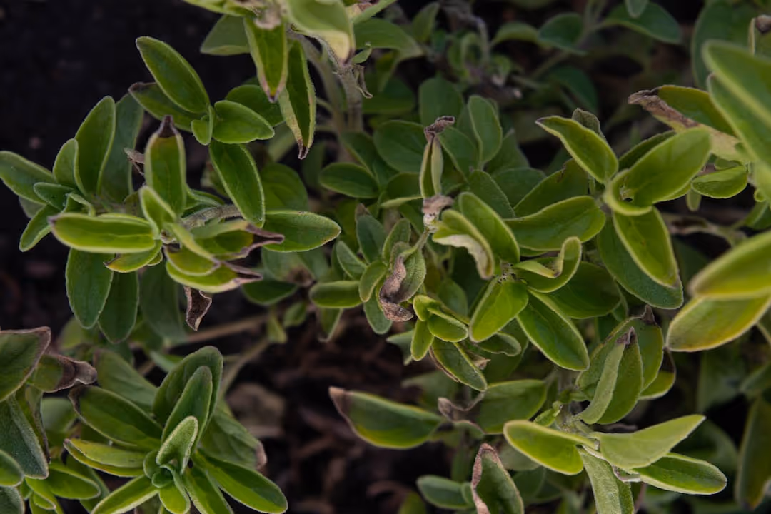 Fresh oregano growing in a garden.