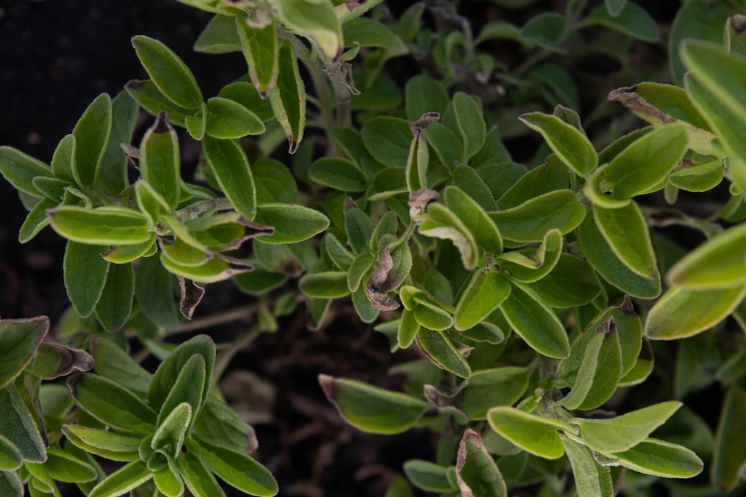 Fresh oregano growing in a garden.