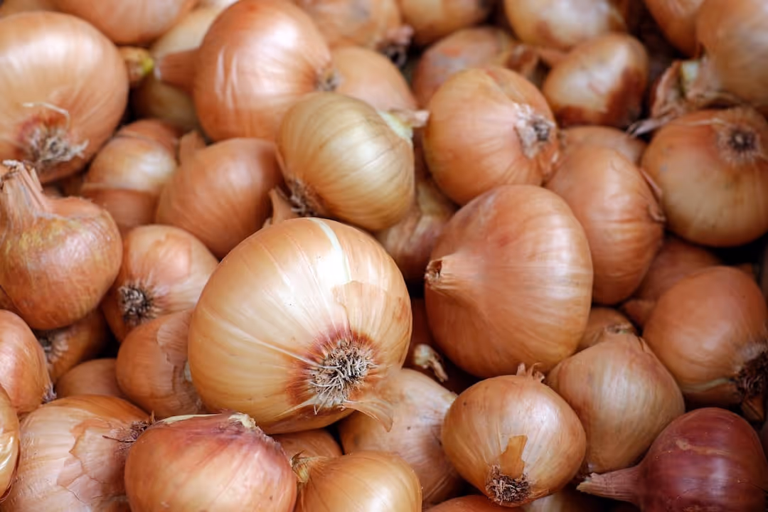 Onions growing in garden soil.