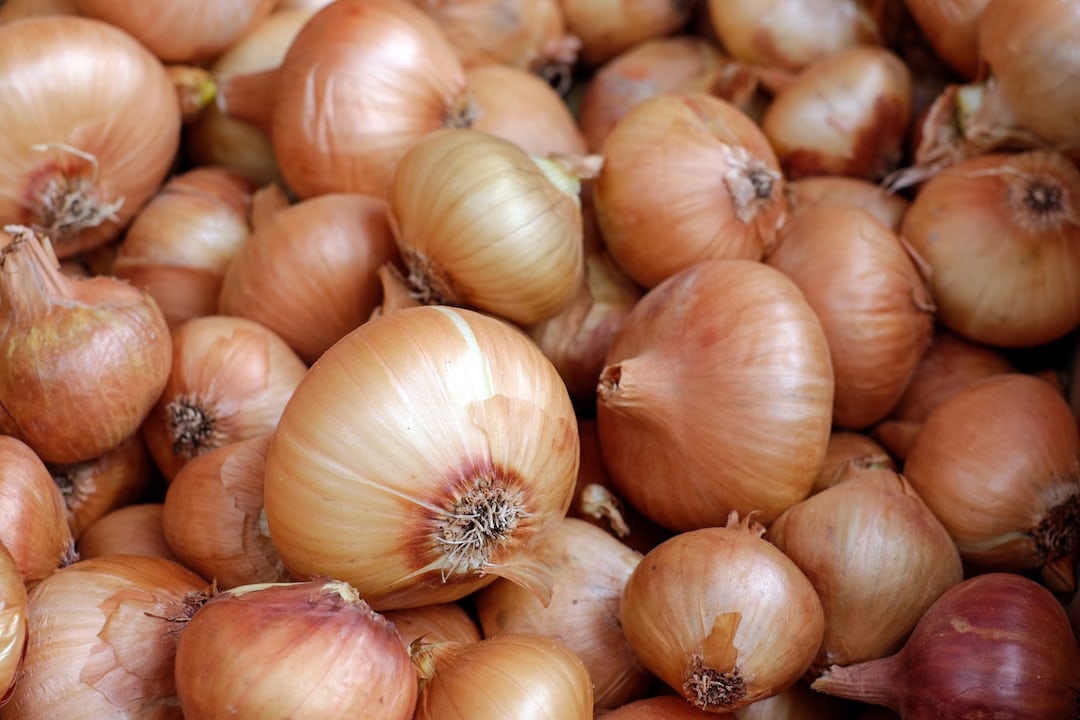 Onions growing in garden soil.
