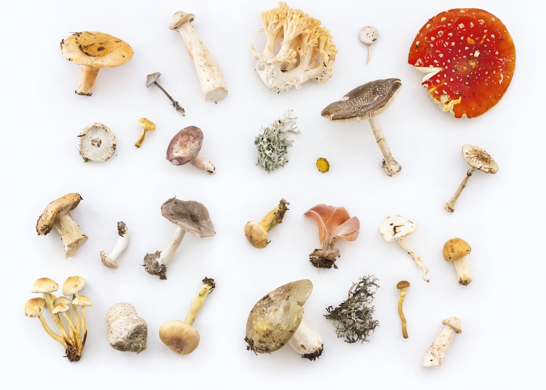 Mushrooms growing in soil.