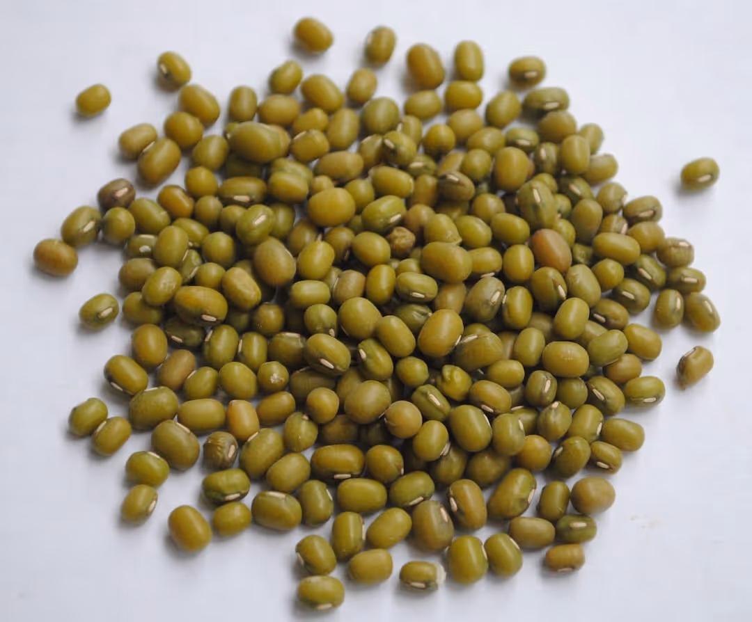 Mung bean sprouts growing in soil.
