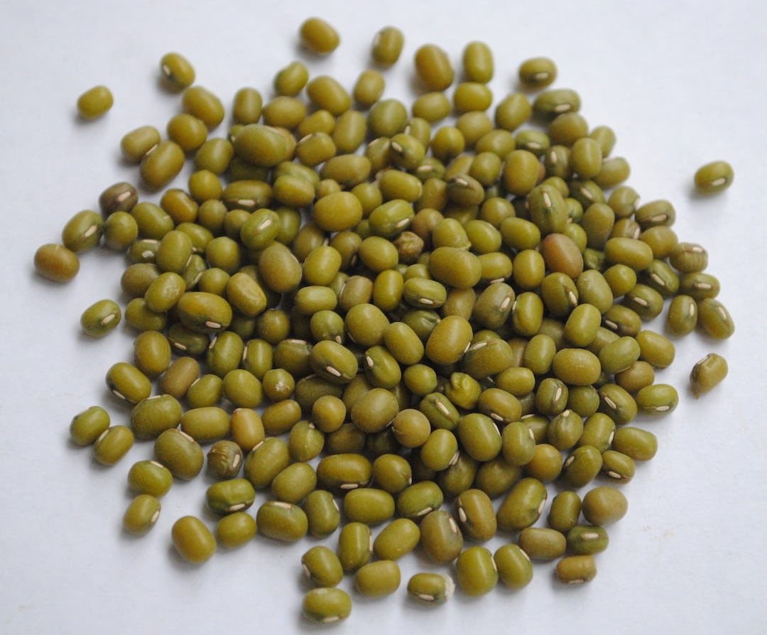 Mung bean sprouts growing in soil.
