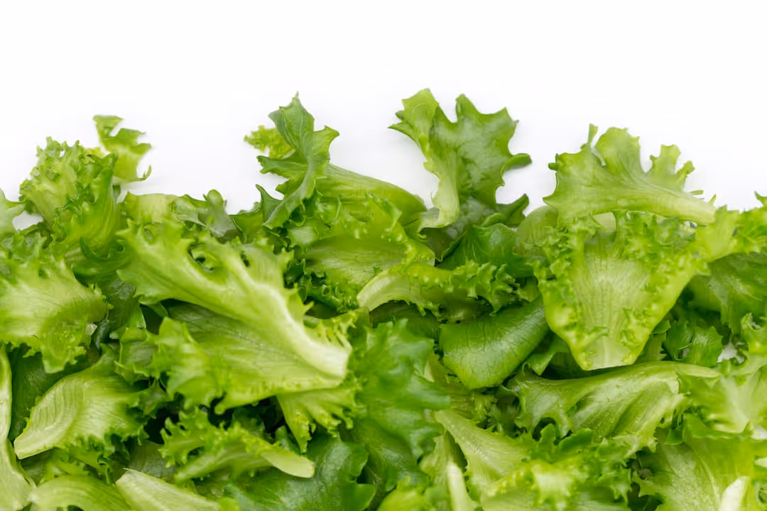 Fresh lettuce plants growing indoors.