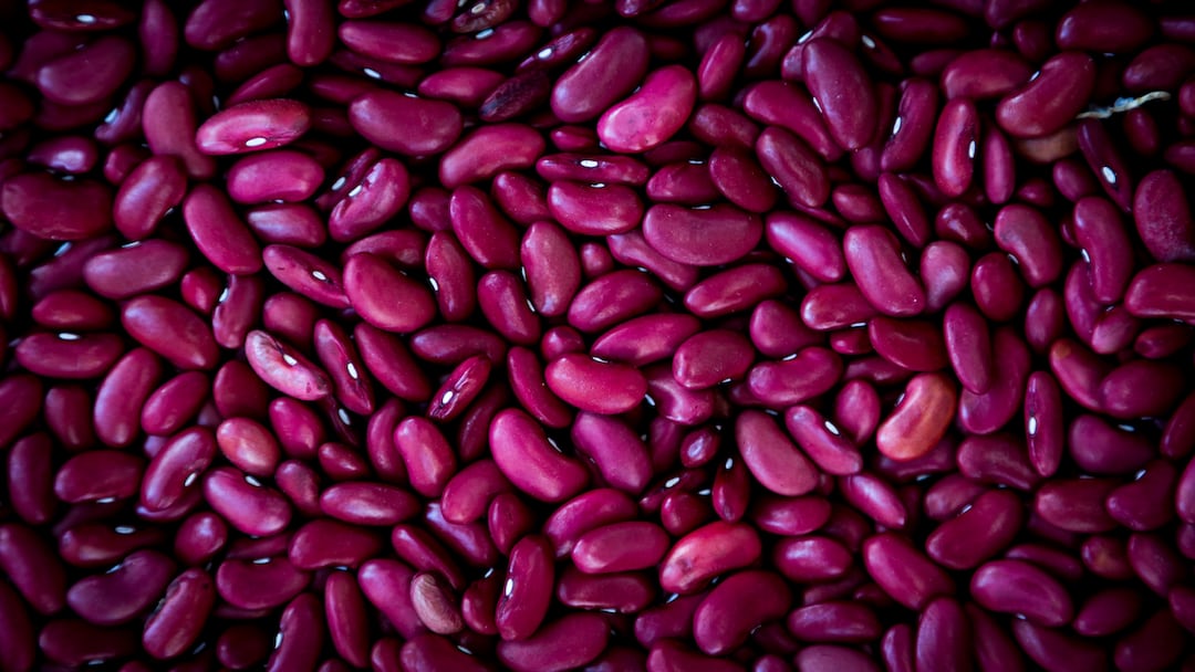 Kidney bean plants growing in soil.