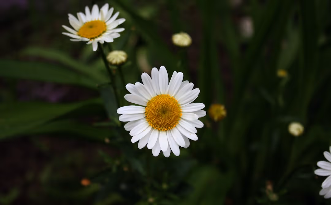 Chamomile flowers growing in a garden.