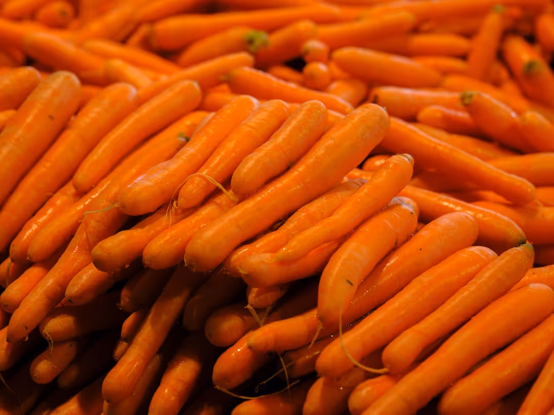 Carrots growing in soil with green leafy tops.