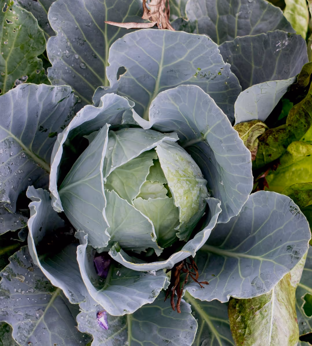 Green cabbage growing in garden soil.
