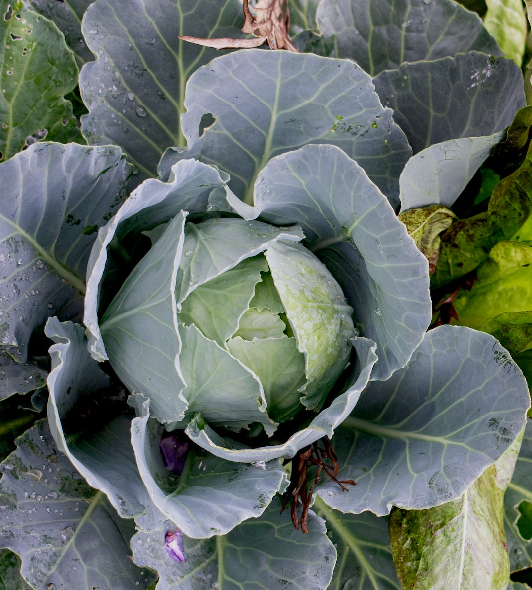 Green cabbage growing in garden soil.