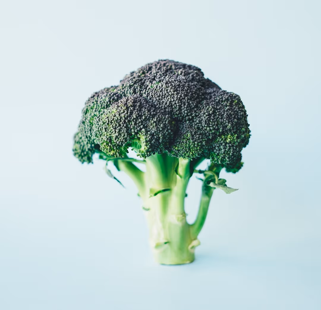 Fresh broccoli growing in a garden.