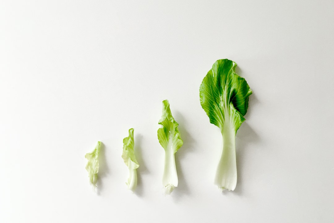 Healthy bok choy plants growing in garden soil.