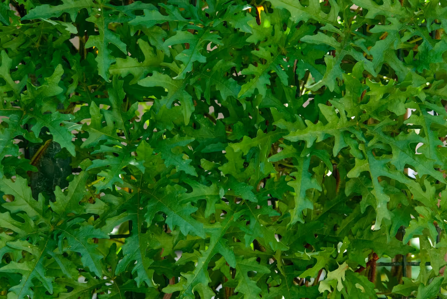 Fresh green arugula plants growing in soil.