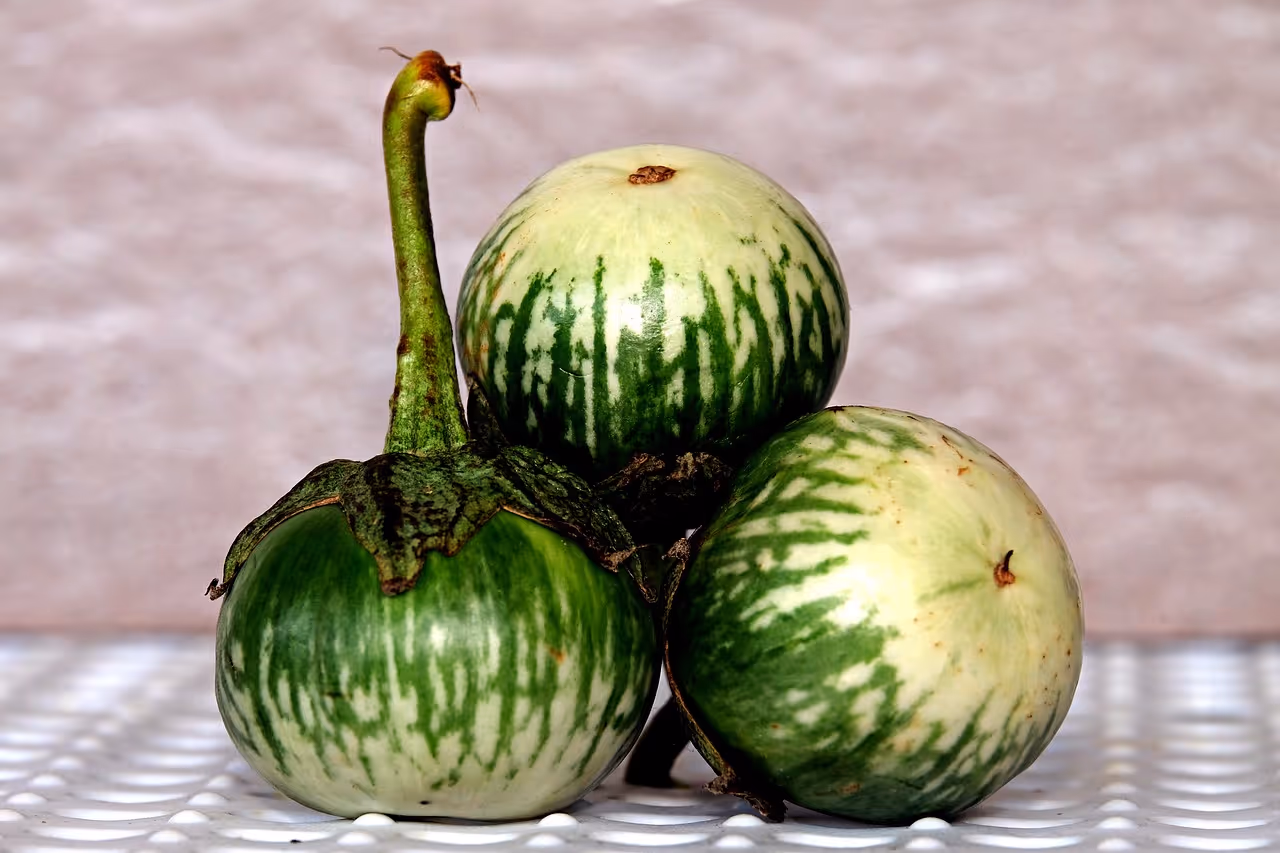 Thai eggplant growing on the plant.