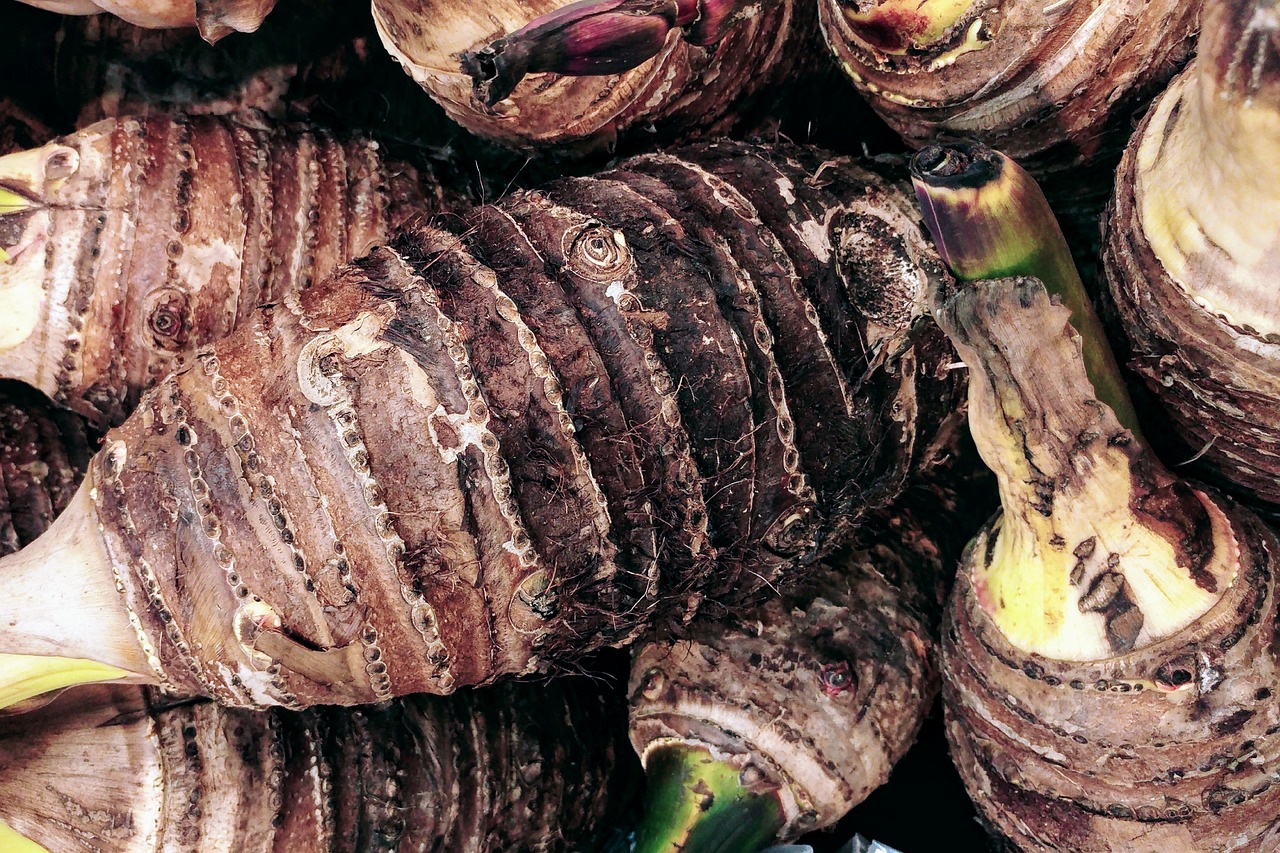 Taro plant growing in garden soil.