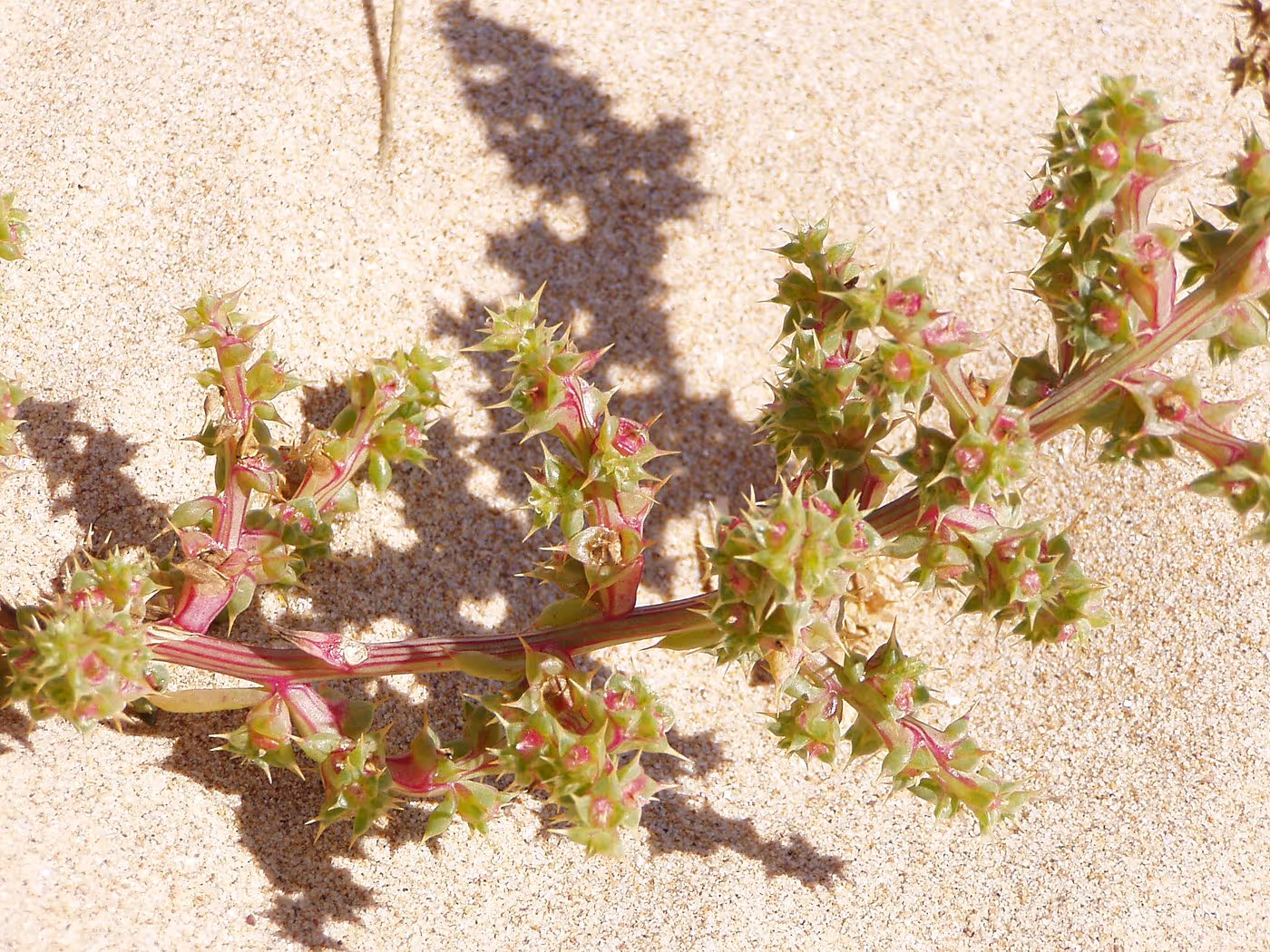 Healthy saltwort plants growing in soil.