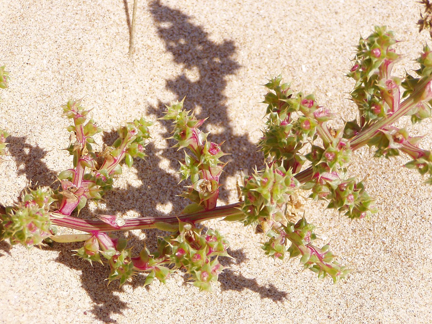 Healthy saltwort plants growing in soil.