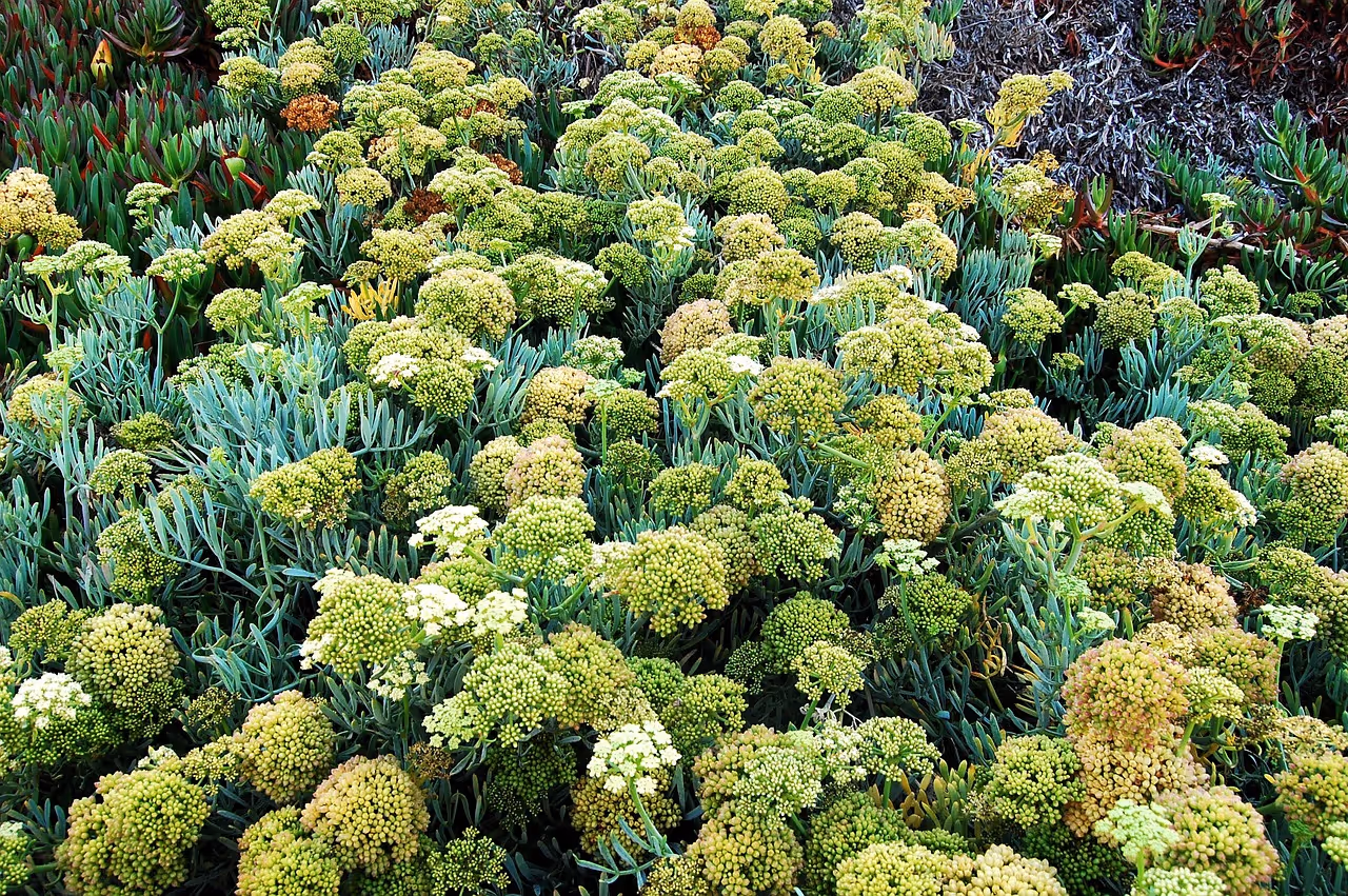 Samphire plants growing in soil.