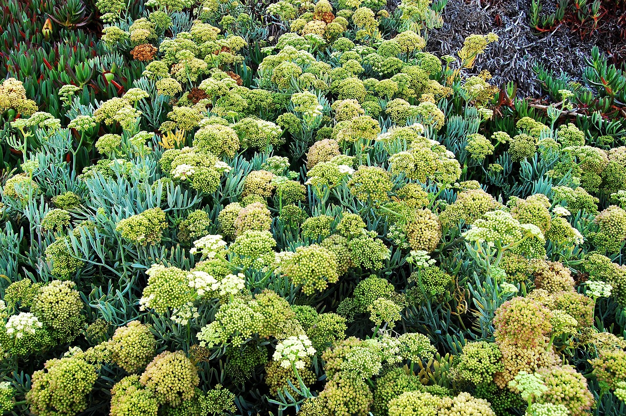 Samphire plants growing in soil.