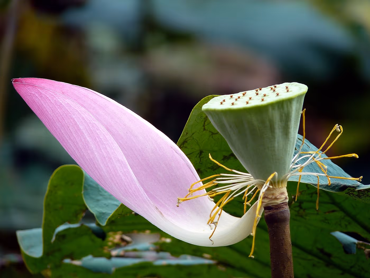 Lotus plants growing in water, showing leaves and roots.