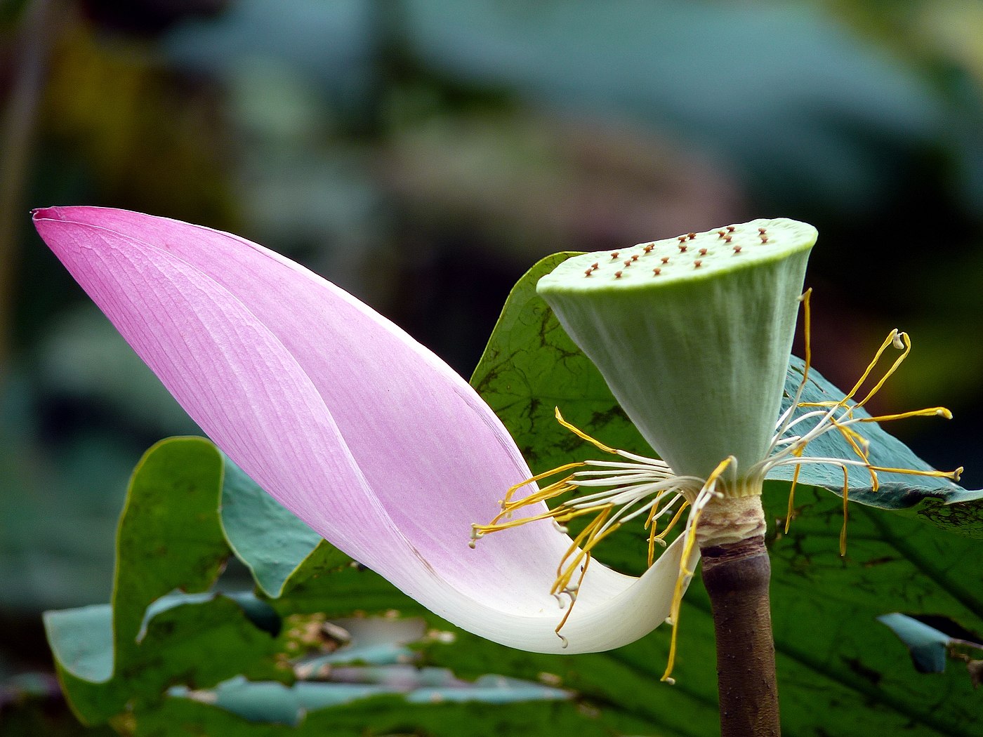 Lotus plants growing in water, showing leaves and roots.