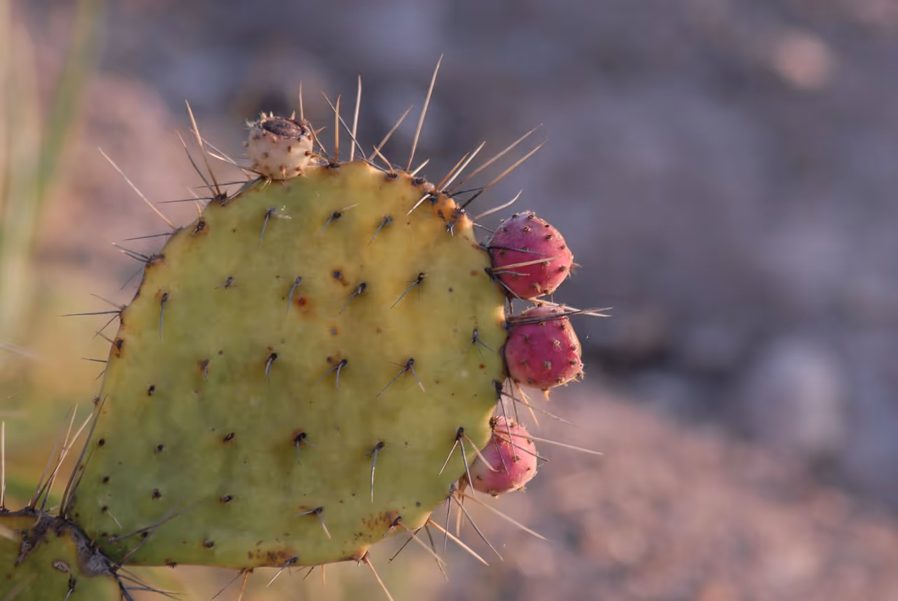 Healthy nopal cactus growing in garden soil.