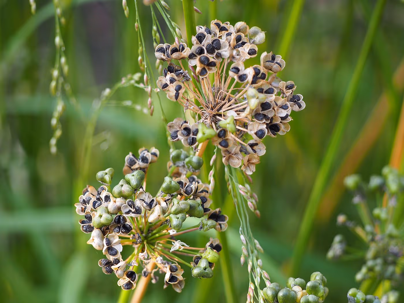 Chinese flowering leek plants growing in garden soil.
