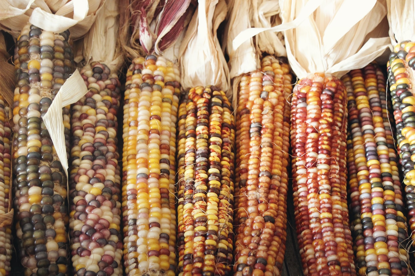 Colorful Painted Hill corn growing on stalks in a garden.