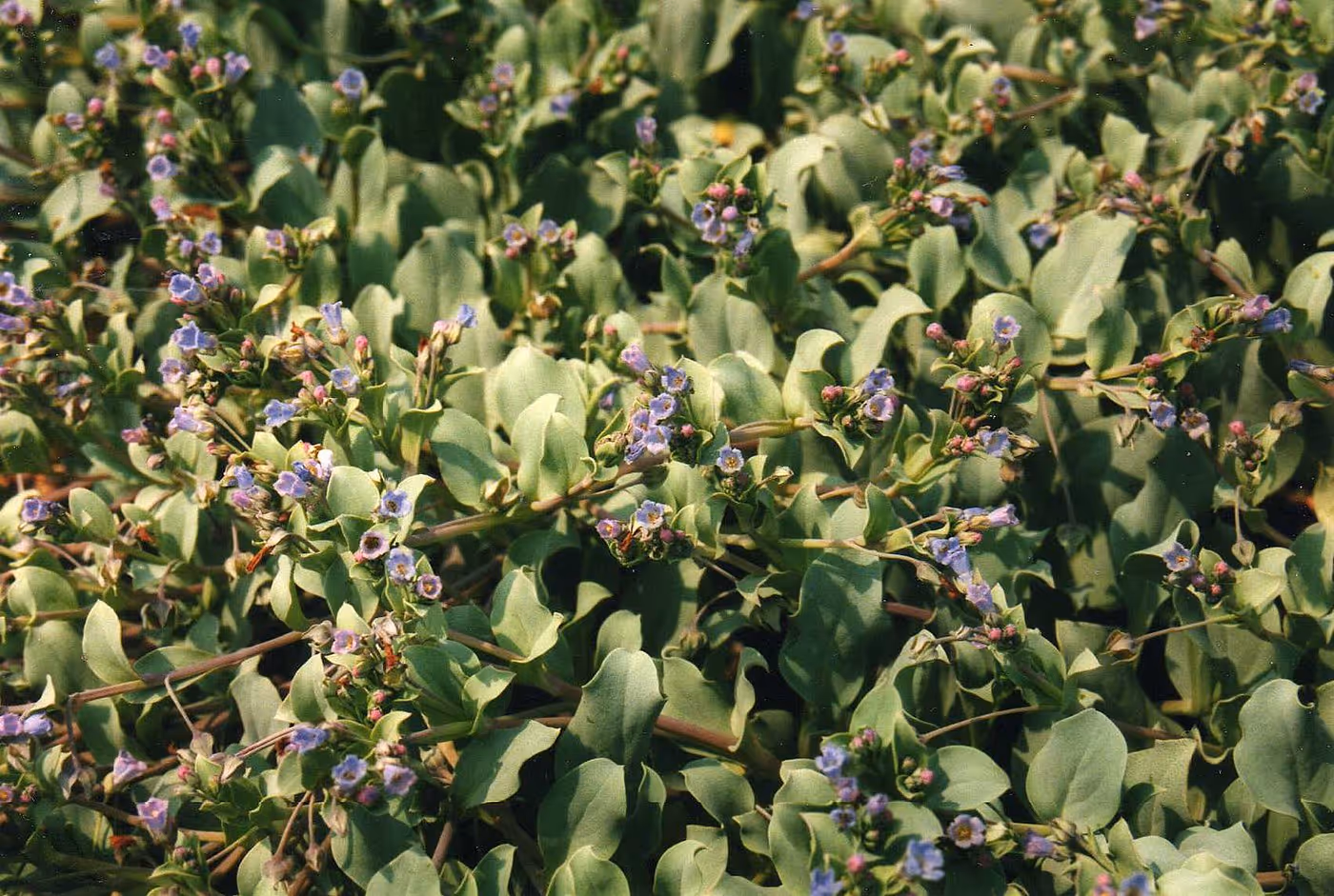 Oyster leaf plant growing in a garden.