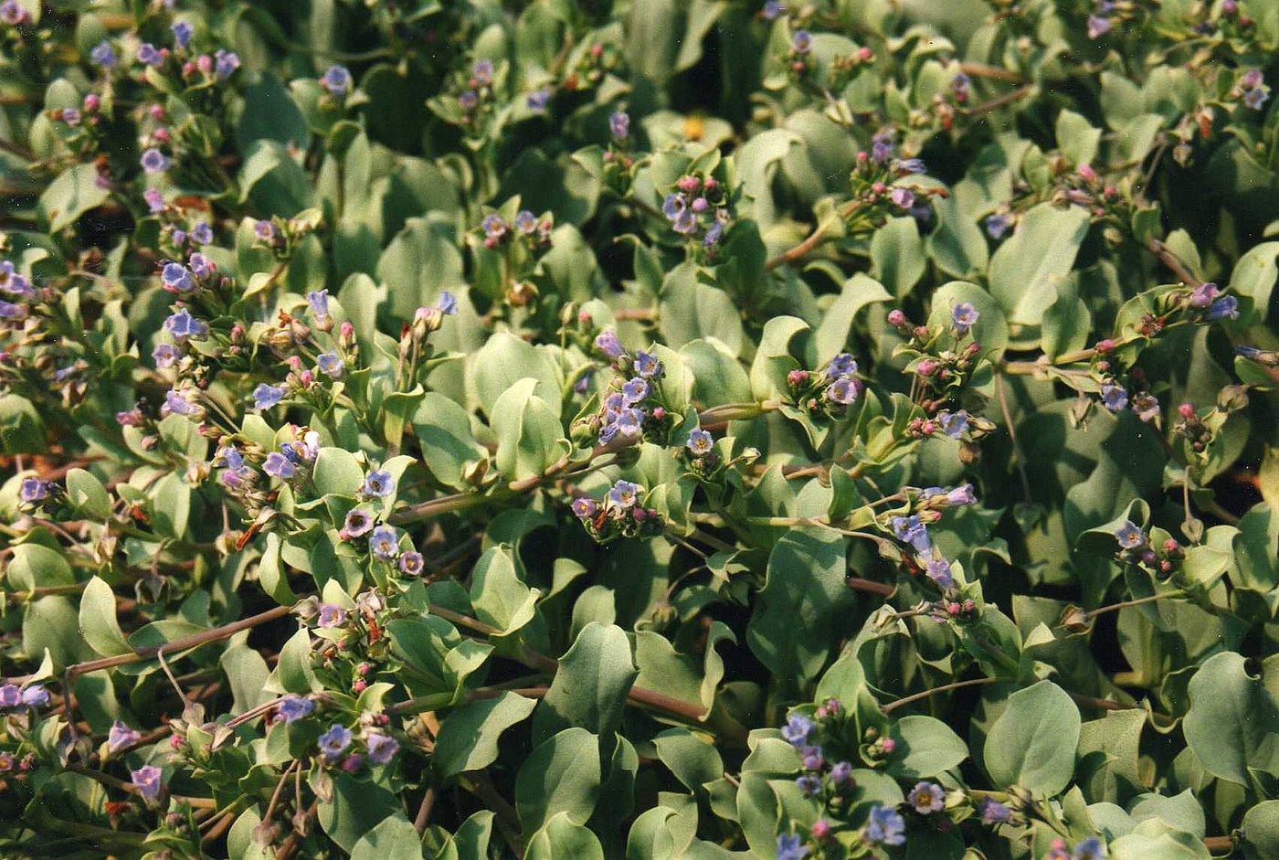 Oyster leaf plant growing in a garden.