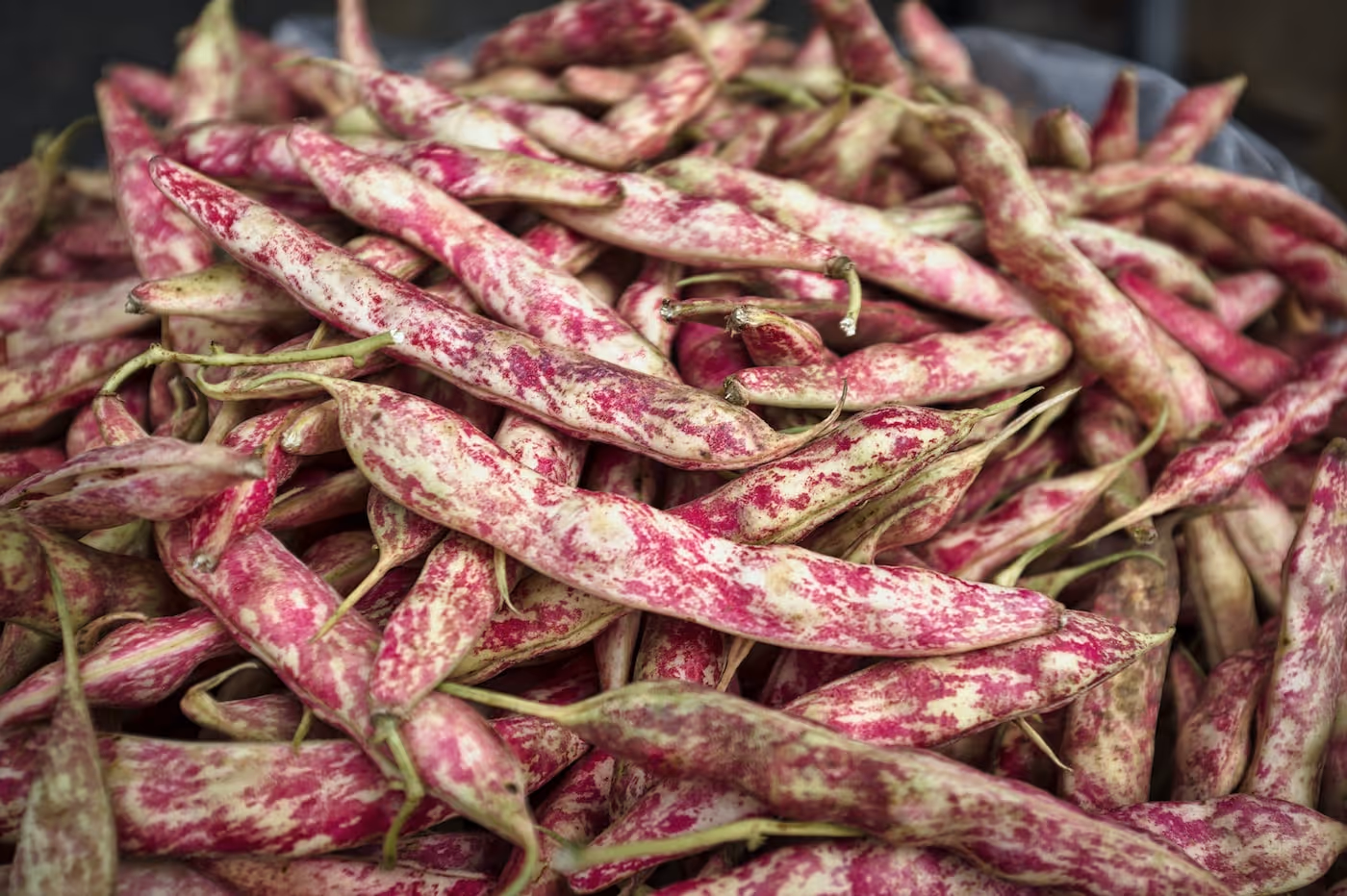 Dragon Tongue bush beans growing in a garden.