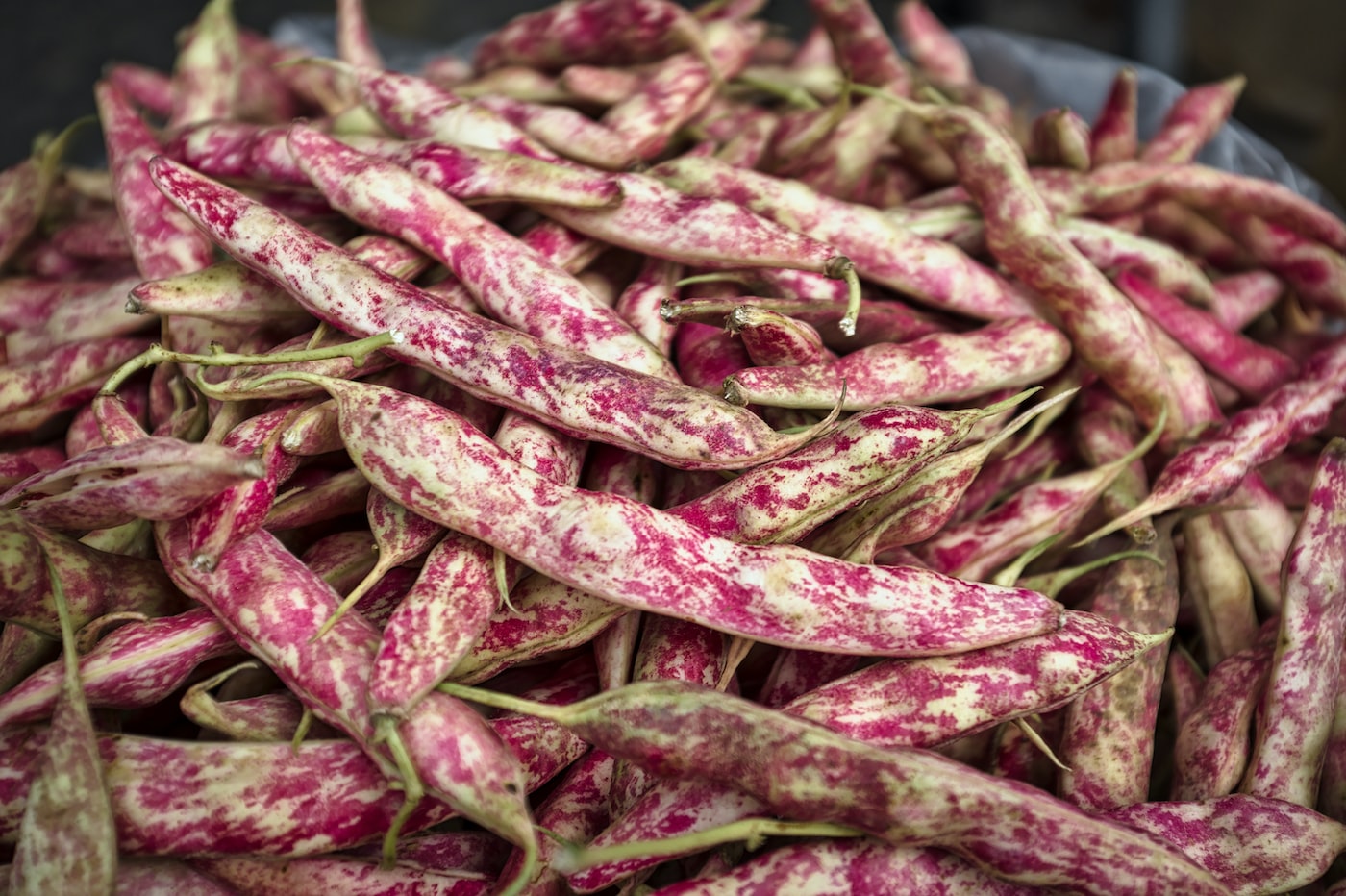 Dragon Tongue bush beans growing in a garden.
