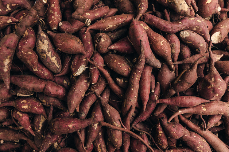 Hands planting sweet potato slips into garden soil.