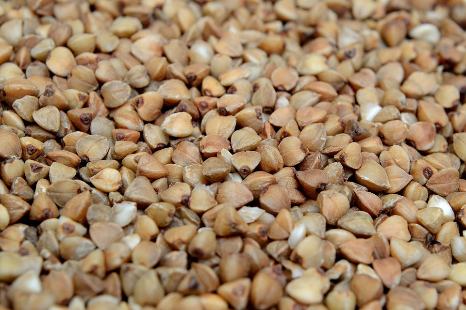 Buckwheat plants growing in a garden.
