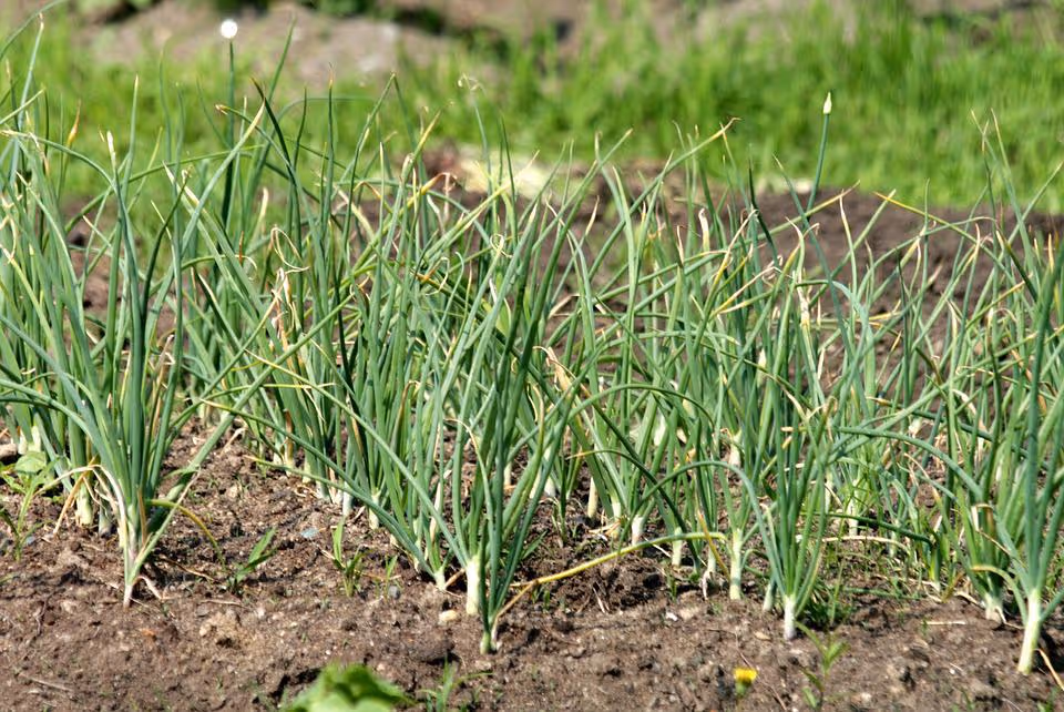 Garlic bulbs growing in soil.
