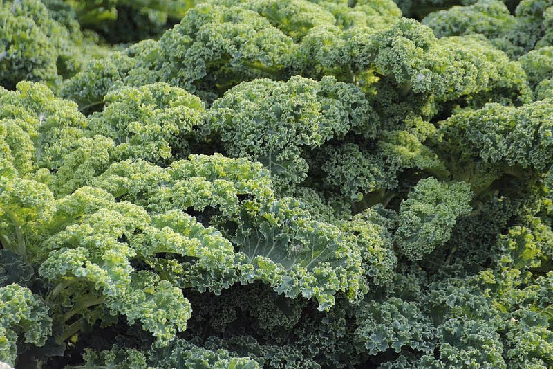 Healthy green kale plants growing in a garden.