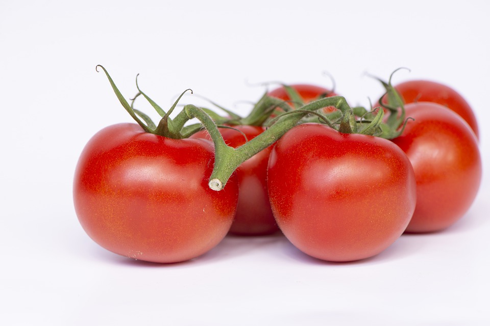 Tomato plants growing in a garden.